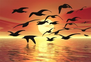 A flock of birds silhouetted against the sunset